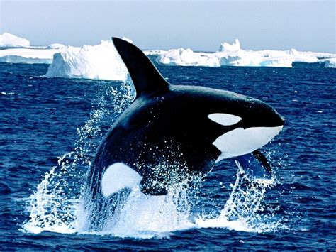 Qq Wallpapers Killer Whale Breaching
