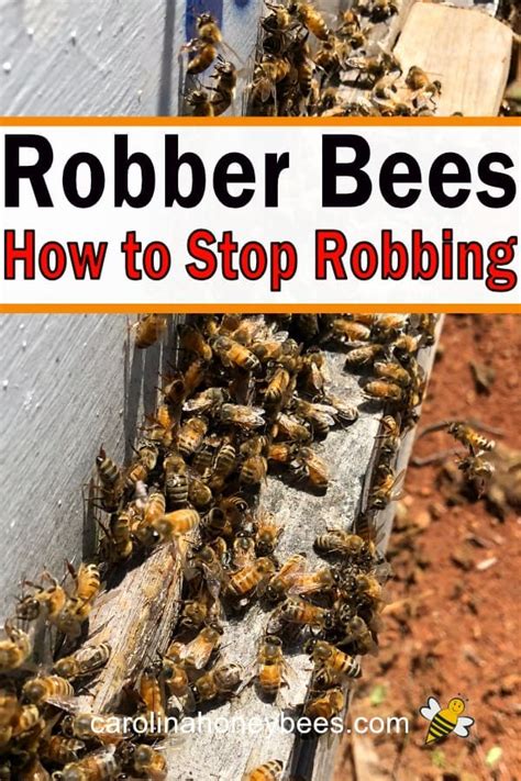 Robber Bees How To Identify And Stop Them Carolina Honeybees Bee