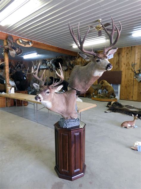 Lot B1527 Mule Deer And Whitetail Pedestal Taxidermy Mounts