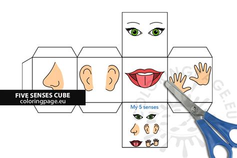 All 5 senses coloring sheets and pictures are absolutely free and can be linked directly our 5 senses coloring pages in this category are 100% free to print, and we'll never charge you for using, downloading, sending, or sharing them. 5 senses cube free printable - Coloring Page