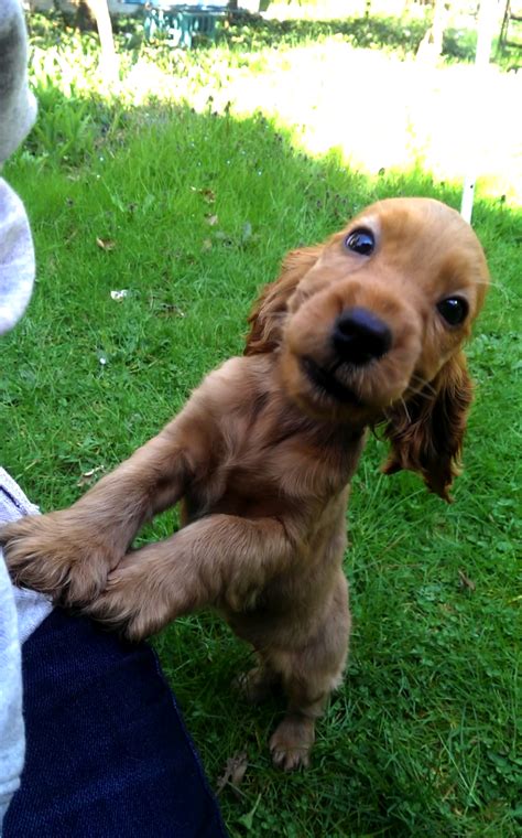 Spaniels are thought to take their name from hispania, the old word for spain, which is considered the country of origin for these breeds. English Cocker Spaniel