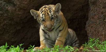 Animal Gifs Cutest Tiger Cub Yawn Ever