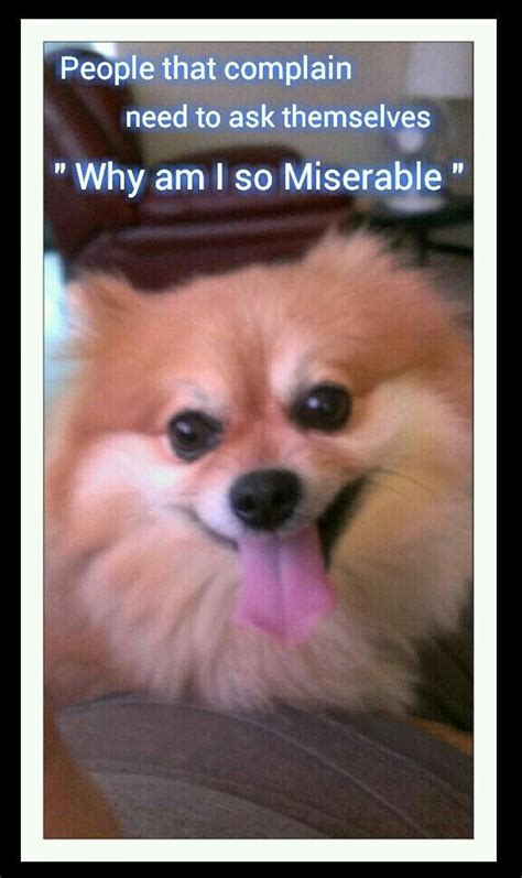 Miserable People Quote Pomeranian Miserable People Quotes