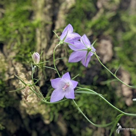 Campanula Rotundifolia 1 Harebell Scioto Gardens Nursery