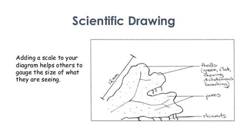 scientific drawing overview