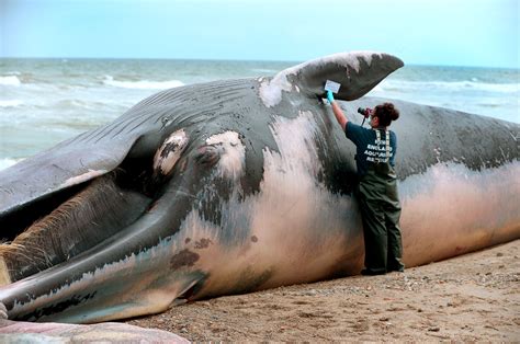 Whale Washes Up On Duxbury Beach The Boston Globe