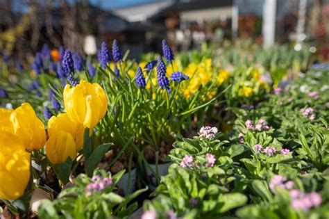 Gartentipps Für Monat April Von Blumen Ruprecht Gleisdorf