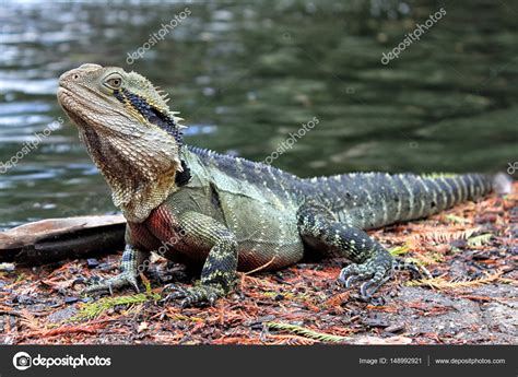 Eastern Water Dragon Physignathus Lesueurii Agamidae Brisbane