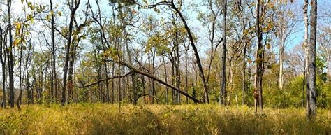 Photograph Dry Deciduous Forest Cambodia Science Source Images