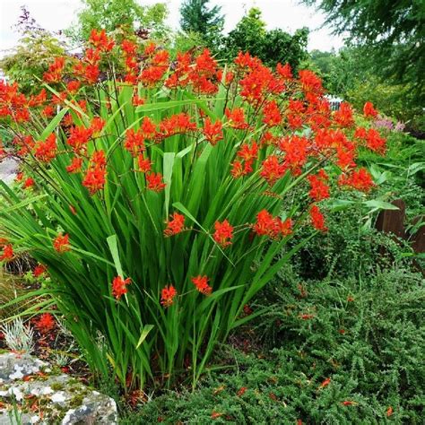 Canna lily bulb red flowers tall dark red flowers huge. Crocosmia Bulbs - Lucifer Now Shipping Zones 8-10 ...