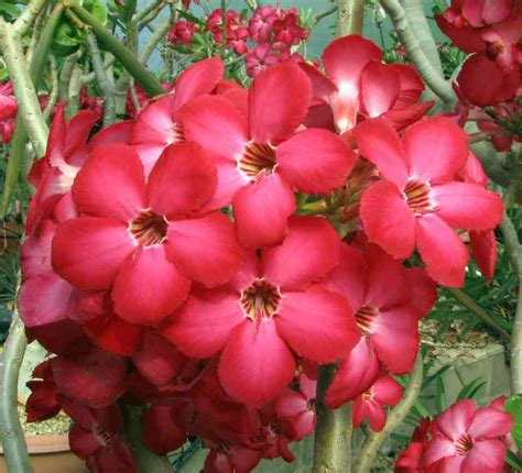 Adenium pruning tips/ఇలాగ prune చేసుకుంటే ముందు ముందు పువ్వులు బాగా పూస్తాయి #adeniumplant #pruning. Trimming of Adenium