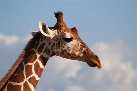 Reticulated Giraffe Head Profile Stock Image Image Of Wild Tall 1010175