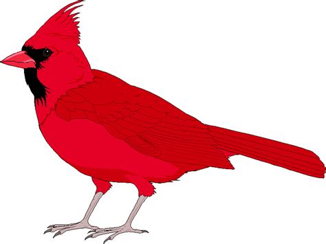 Cardinal Snow Cliparts Winter Bird Graphics