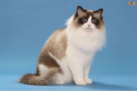 Ragdoll's will most likely not be suitable for people with cat allergies. 25 Viral Ragdoll Cat Photos That You Will Love | FallinPets