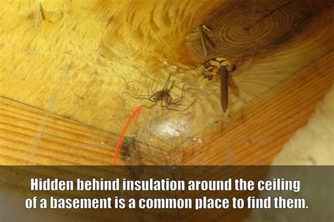 A bite could require antivenom, tetanus 90,000 u.s. Spiders In Kentucky - The Brown Recluse