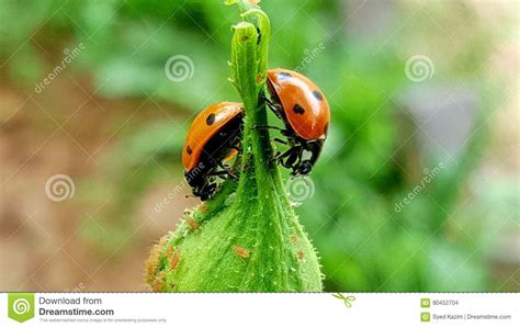 Ladybugs Stock Photo Image Of Nature Macrophotography 90452704