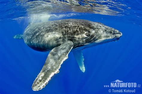 Visit whale store for humpback whale. Megaptera novaeangliae Pictures, Humpback whale Images ...