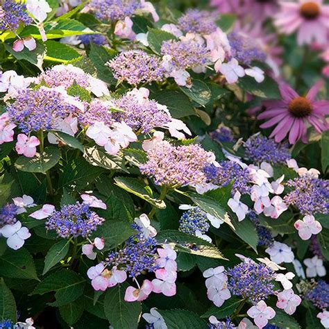 Heres How To Choose The Best Hydrangeas For Your Garden Hydrangea