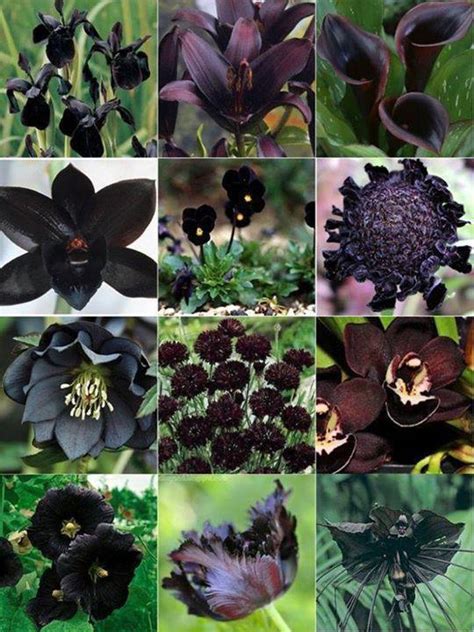 Black Design Wallpapers Flowers Flower Garden Tulip Diamond Bat