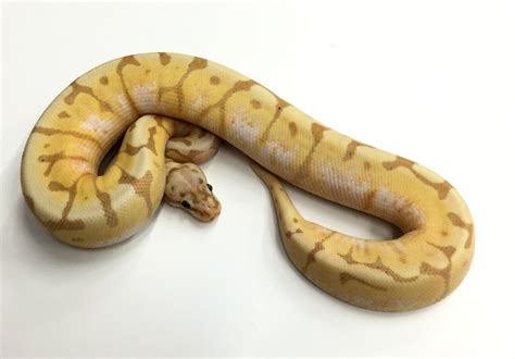 Coral Glow Bumble Bee Ball Pythons For Sale Snakes At Sunset