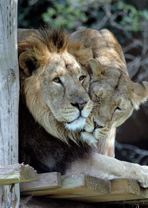 Lions In Love By Clair Pp Lion Love Animals Beautiful Big Cats