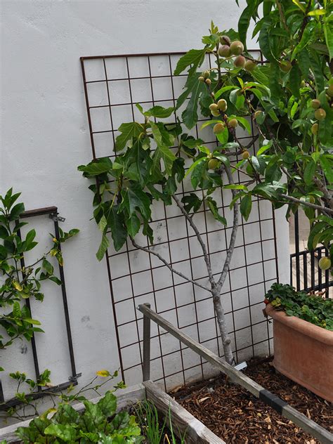 Guava trees do well in southern california, where nights are cool year round and winters are mild. Best Southern California Trees for Espalier - FineGardening