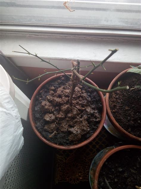 Petersburg, clearwater, palm harbor, oldsmar. Help! My lemon tree is dying! I got it from over seas, and ...