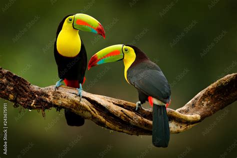 Toucan Sitting On The Branch In The Forest Green Vegetation Costa
