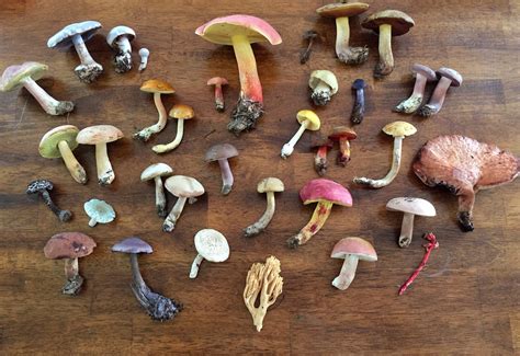 So Many Mushrooms Us National Park Service