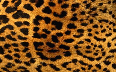 animals, Patterns, Fur, Leopard, Print Wallpapers HD / Desktop and