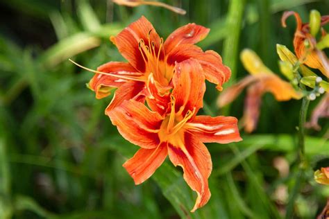 How To Make Color Of Fire Lillies