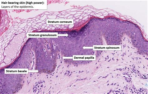 Camadas Da Pele Histologia