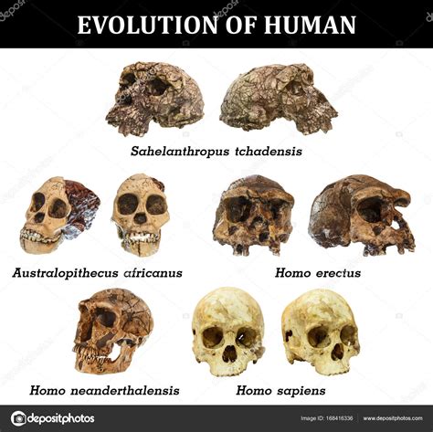 Evolution Of Human Skull Sahelanthropus Tchadensis Australopithecus