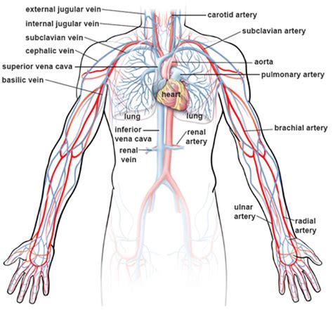 The most important part in our project is the microprocessor design. Blood flow through upper body - The Circulatory System
