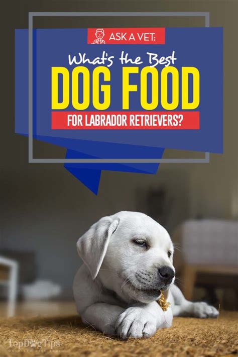 All postings are the opinion of the poster and are not reviewed, approved, or endorsed by anyone. Best Dog Food for Labrador Retrievers: 7 Vet Recommended ...