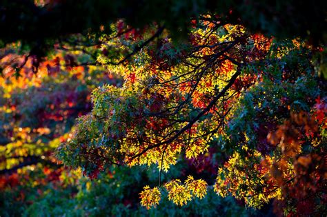 See 51 Photos Of Gorgeous Fall Foliage Scenery Around Northeast Ohio