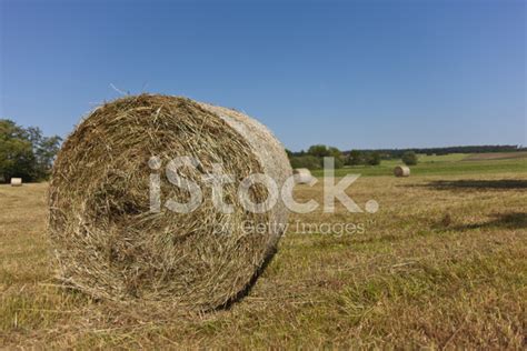 Hay Bales Stock Photo Royalty Free Freeimages