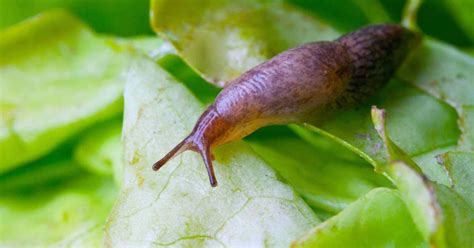 How To Get Rid Of Garden Slugs And Snails