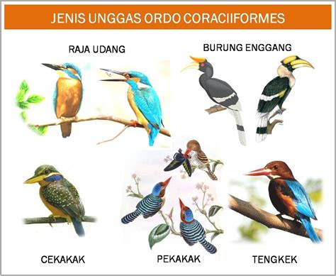 Murai malaysia banyak ditemukan di daerah semenanjung malaysia. All About Unggas: Jenis jenis unggas