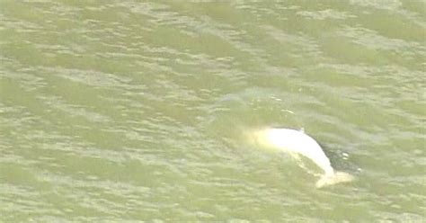 The Big Wobble Arctic Beluga Whale Thousands Of Miles From Home