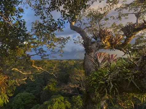 Rainforest National Geographic Society