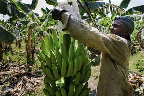 Devastating Banana Fungus Arrives In Colombia Threatening The Fruits
