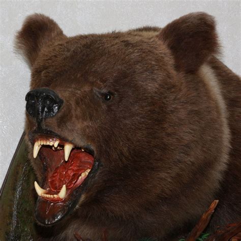 Siberian Brown Bear Taxidermy Head Shoulder Mount Stuffed Animal For