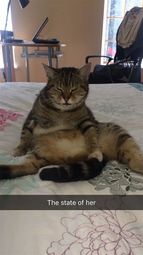 Found My Cat Sitting Like This On My Bed Meme Guy