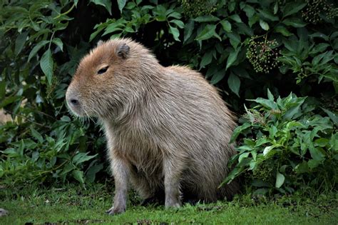 Also called capivara (in brazil), capiguara (in bolivia), chigüire, chigüiro, or fercho (in colombia and venezuela), carpincho (in argentina, paraguay and uruguay) and ronsoco (in peru), it is a member of the genus hydrochoerus, of which the only other extant member is the. Carpincho, el animal que hace furor en las redes - itMisiones