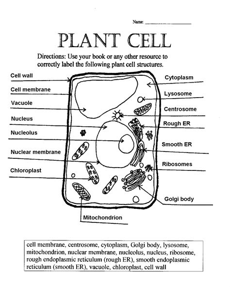 Label The Cell Worksheet