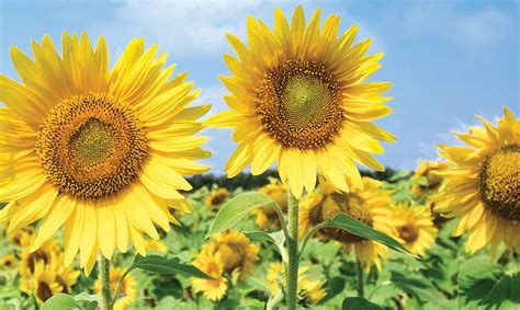 Honey cakes bake up like summer solstice in a pan. 10 Ways to Celebrate the Summer Solstice | Atlanta Parent