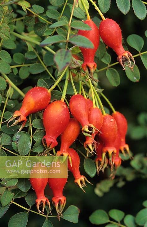 It is the best known and most widely grown. Rosa moyesii 'Gerani... stock photo by John Glover, Image ...