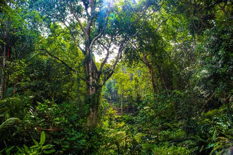 It is a hybrid of reality variety television, natural documentaries and human drama. Majestic Malaysian Jungle OC 5184 × 3456 : EarthPorn