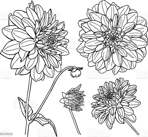 Discover thousands of free lineart tattoos & designs. Vector Dahlia Flower Set Line Art Stock Illustration ...